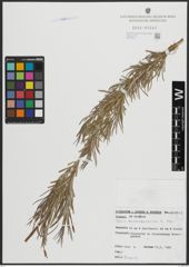 Foto von Salix armenorossica A. K. Skvortsov